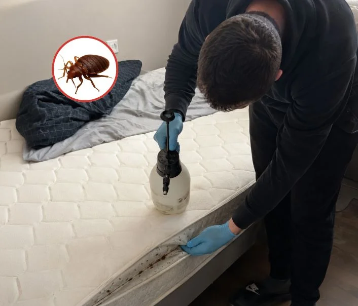 Technicien traitant un matelas contre les punaises de lit à Saint-Cyr-en-Arthies